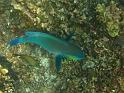 Similan (112)